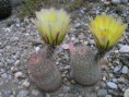 /album/fotogaleria/echinocareus-dasyacanthus-sb253-jpg/